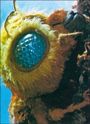 Godzilla Mini Cards (Mothra Subset) Cover Image 1