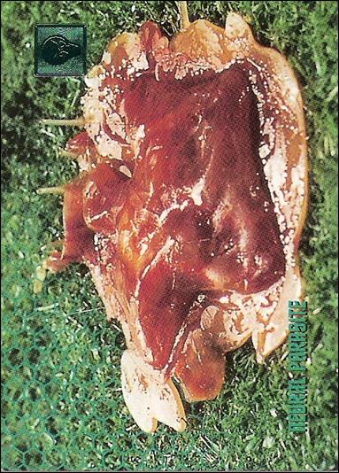 30 Years of Star Trek: Phase Two (Base Set) card 107 Neural Parasite