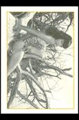 Bunny Yeager's Bettie Page (Base Set) card 8