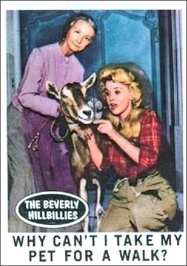 Beverly Hillbillies (Base Set) card 21 Why Can't I Take My Pet for a Walk?