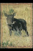 Lion King: Series II (Base Set) card 159 The Warthog
