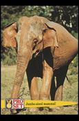Guinness World Records (Base Set) card 59 Jumbo-sized mammal!