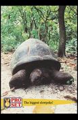 Guinness World Records (Base Set) card 44 The biggest slowpoke!