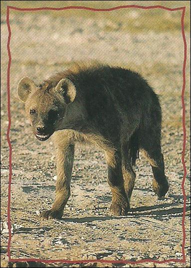 Lion King: Series II (Base Set) card 162 The Hyena