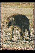 Lion King: Series II (Base Set) card 162 The Hyena