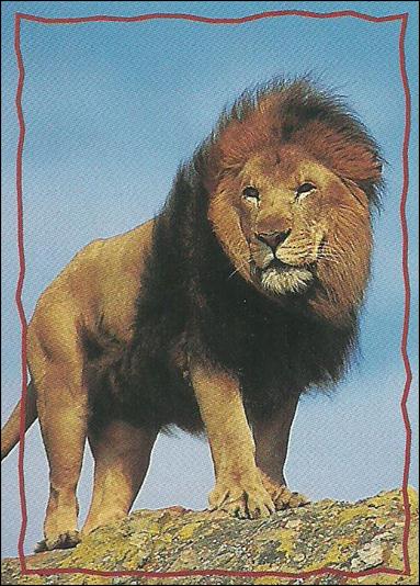 Lion King: Series II (Base Set) card 157 The Lion