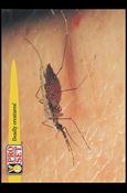Guinness World Records (Base Set) card 72 Deadly creatures!