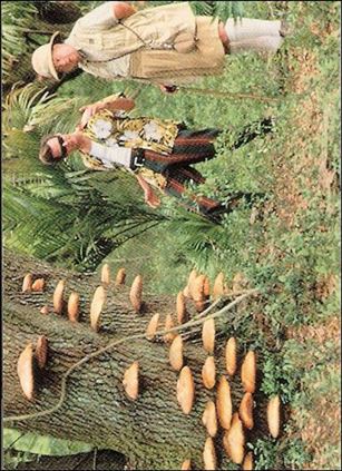 Ace Ventura: When Nature Calls (Base Set) card 41 Peaceful Jungle