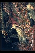 Sleepy Hollow (Movie) (Base Set) card 60 Lady Van Tassel's Bloody Scheme