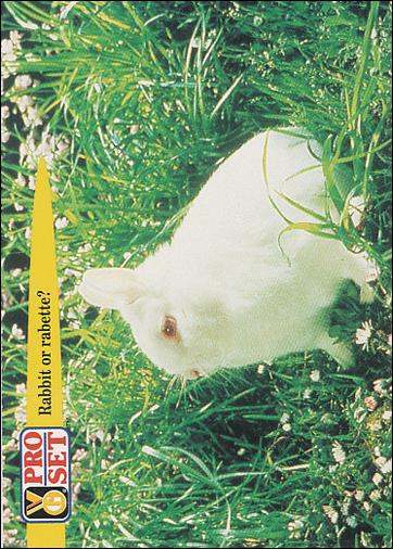 Guinness World Records (Base Set) card 73 Rabbit or rabette?