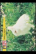 Guinness World Records (Base Set) card 73 Rabbit or rabette?