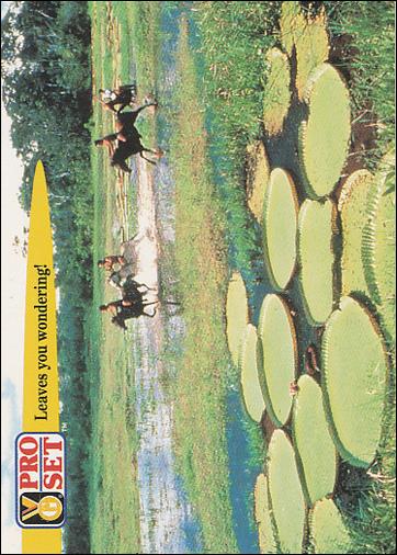 Guinness World Records (Base Set) card 79 Leaves you wondering!