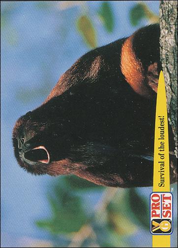 Guinness World Records (Base Set) card 71 Survival of the loudest!