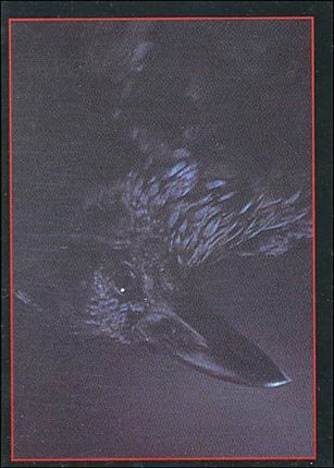 Crow: The Movie (Base Set) card 7 A Crow Shall Lead Him