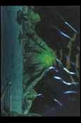 Heavy Metal (Base Set) card 67 The Volcano