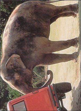 Ace Ventura: When Nature Calls (Base Set) card 70 Pachyderm Pounding