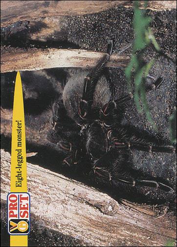 Guinness World Records (Base Set) card 77 Eight-legged monster!