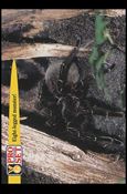 Guinness World Records (Base Set) card 77 Eight-legged monster!