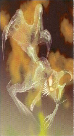 Spawn: Widevision (Painted Cards Subset) card P2 Violator