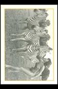 Bunny Yeager's Bettie Page (Base Set) card 31