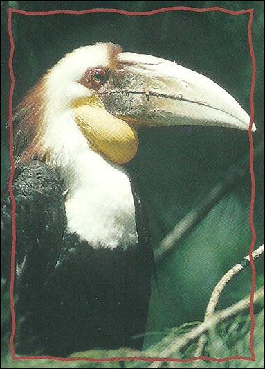 Lion King: Series II (Base Set) card 161 The Hornbill