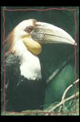 Lion King: Series II (Base Set) card 161 The Hornbill