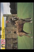 Guinness World Records (Base Set) card 56 Hardly a lapdog!