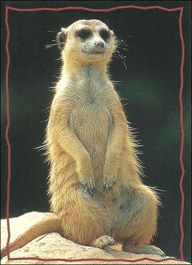 Lion King: Series II (Base Set) card 160 The Meerkat