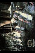 Batman Returns Stadium Club (Base Set) card 51 Penguins