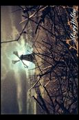 Sleepy Hollow (Movie) (Base Set) card 26 The Haunted Woods