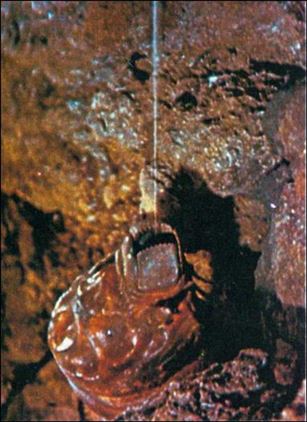 Godzilla Mini Cards (Mothra Subset) card 11