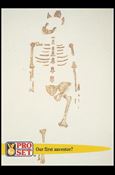 Guinness World Records (Base Set) card 45 Our first ancestor?