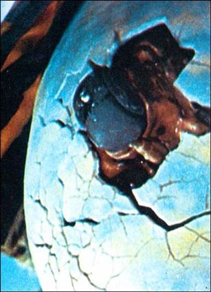 Godzilla Mini Cards (Mothra Subset) card 7