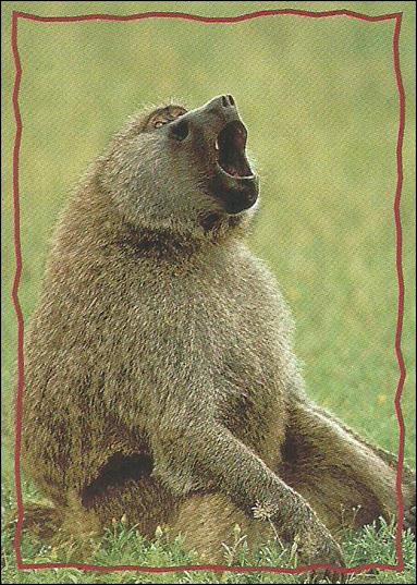 Lion King: Series II (Base Set) card 158 The Baboon