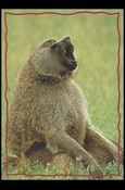 Lion King: Series II (Base Set) card 158 The Baboon
