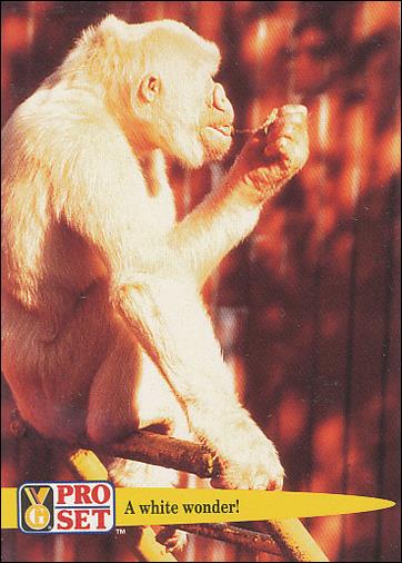 Guinness World Records (Base Set) card 55 A white wonder!
