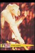 Guinness World Records (Base Set) card 55 A white wonder!