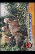 Lost World: Jurassic Park (Base Set) card 41 Pachycephalosaurus Forest