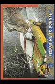 Jurassic Park (Base Set) card 37 Preparing to Pounce