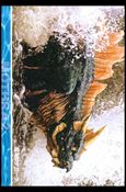 Mothra 2 (Base Set) card 5