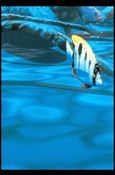 Mothra 2 (Base Set) card 36