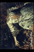 Sleepy Hollow (Movie) (Base Set) card 37 The Headless Witch