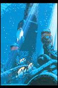 Mothra 2 (Base Set) card 31