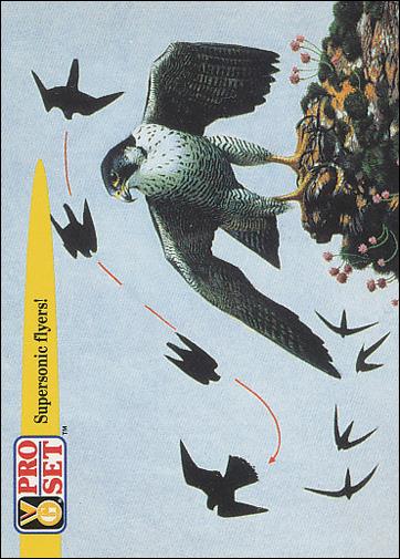 Guinness World Records (Base Set) card 74 Supersonic flyers!