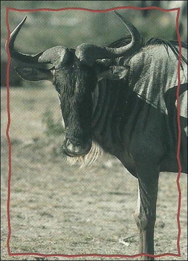 Lion King: Series II (Base Set) card 163 The Wildebeest