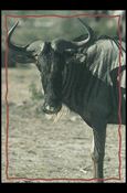 Lion King: Series II (Base Set) card 163 The Wildebeest