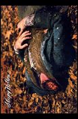 Sleepy Hollow (Movie) (Base Set) card 12 The Headless Corpse